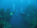   Entering Deep. Columbia Deep Cozumel Mexico. Deep". Deep" Mexico  
